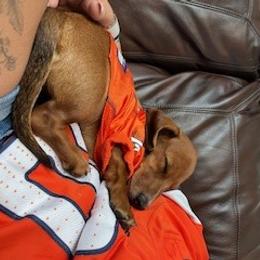 Dachshund Puppies from M & M Breeding