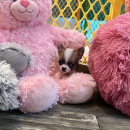 Smallest boy - Fawn male Chihuahua puppy in Summerfield, Florida from Uey’s Chihuahuas