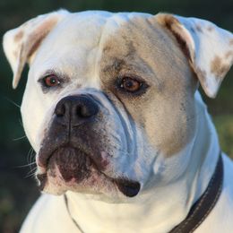 American Bulldogs from Blevins American Bulldogs