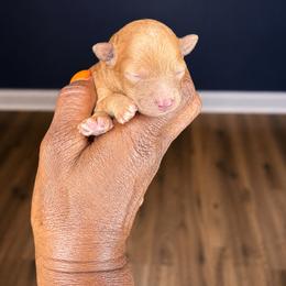 Etta James- Motown - Apricot female Poodle puppy in Lancaster, South Carolina from Semone’s Poodles