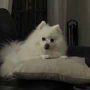 Rocky - American Eskimo Dog