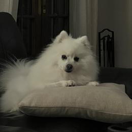 Rocky - American Eskimo Dog