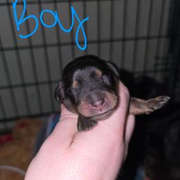 Colin - Black and tan male Dachshund puppy in Windom, Minnesota from Aster Creek Dachshunds & Australian Shepherds