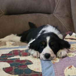 Ms. Wuf - Black white and tan female English Springer Spaniel puppy in Cookeville, Tennessee from Krossroads Kennel