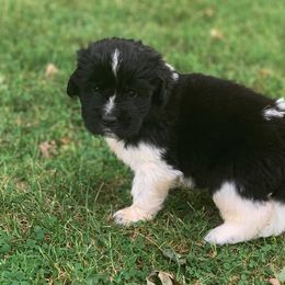 Newfoundland and Shih Tzu Puppies from Bobbi Kimball