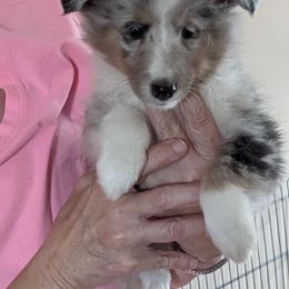 Shetland Sheepdog Puppies from Hawks Acres Shetland Sheepdogs