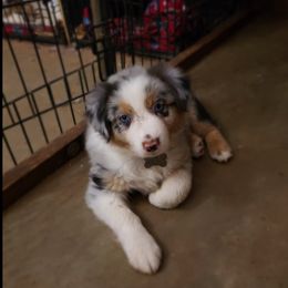 Australian Shepherd Puppies from Once Upon a Time Aussies