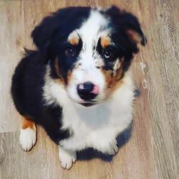 Miniature Australian Shepherd Puppies from Aussies Acre