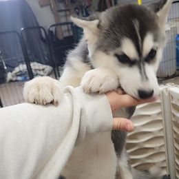 Siberian Husky Puppies from Spirit of the Moon Siberians