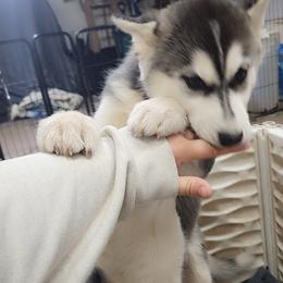 Siberian Husky Puppies from Spirit of the Moon Siberians