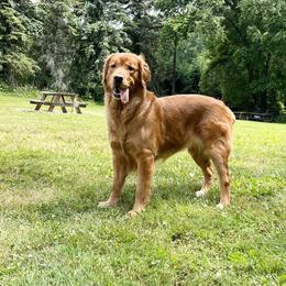 Sophie - Golden Retriever