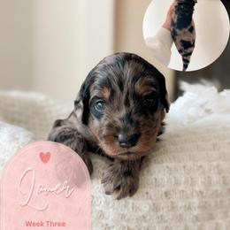 Lover - Merle female Goldendoodle puppy in California City, California from Summer Sun Doodles