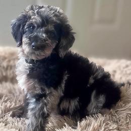 Milo - Blue male Pyredoodle puppy in Willacoochee, Georgia from Kitandkboodle's Doodles