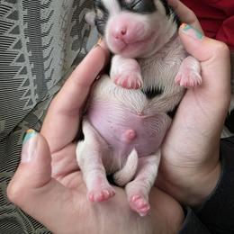 Morkie and Yorkshire Terrier Puppies from Dyer's Beauties