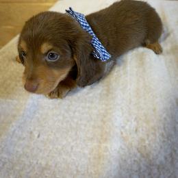 Dachshund Puppies from Shiloh Ridge Dachshunds