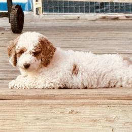 Alfalfa - Parti male Assorted Doodle Crosses puppy in Madison, Georgia from Porchlight Puppies