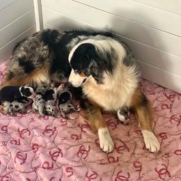 Bella - Blue merle female Australian Shepherd puppy in Howardsville, Virginia from Spectacular Aussies and Cavaliers