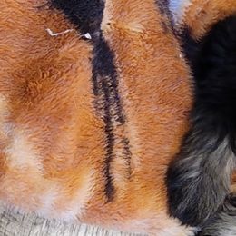 Miniature Schnauzer Puppies from A'Lord Miniature Schnauzer