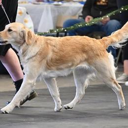 Biji - Golden Retriever