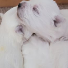West Highland White Terriers from Larissa Bloom