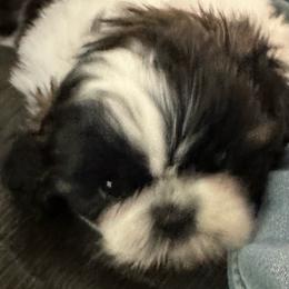 Lizzy - Brindle and white female Shih Tzu puppy in Scottdale, Pennsylvania from Nancy’s Majestic Shih Tzus