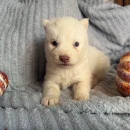 Dorothy - White female Siberian Husky puppy in London, Ohio from Rose Trail Siberian’s