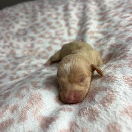 Monty - Cream male Dachshund puppy in Lake City, Florida from My Ditzy Doxies of Florida