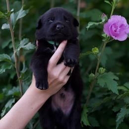 Dutch Shepherd Puppies from Oak Creek K9