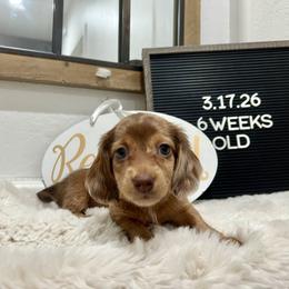 Bo Peep - Dapple female Dachshund puppy in Goodyear, Arizona from AZ Low Life Doxies