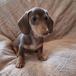 Chai - Gray (blue) and cream male Dachshund puppy in Clarkston, Michigan from Dax Place