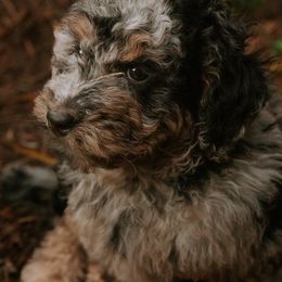 Goldendoodle Puppies from Blossom Dog Training