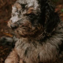 Goldendoodle Puppies from Blossom Dog Training