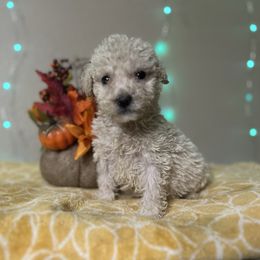 Cinnamon Toast Crunch - Cream male Goldendoodle puppy in Atlantic Beach, Florida from Glamorous Golden Doodles