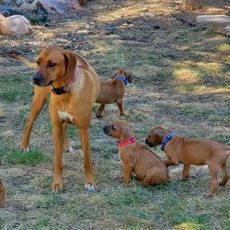 Rhodesian Ridgebacks from Koda Rhodesian Ridgebacks