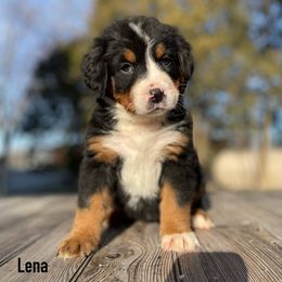 Lena - Black rust and white Bernese Mountain Dog puppy in New Haven, Indiana from Milan Berners