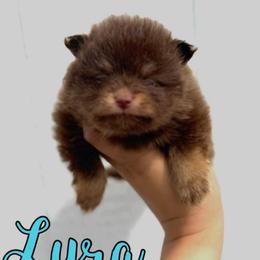 Lyra - Chocolate and tan female Pomeranian puppy in Willow Spring, North Carolina from GTBBF Pomeranians