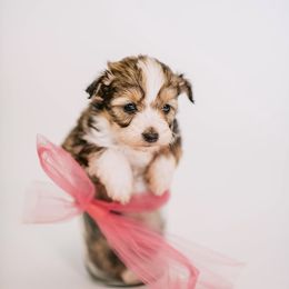 Aussiedoodle, Bernedoodle, and Goldendoodle Puppies from Desert Doodles