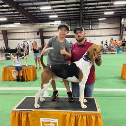 Treeing Walker Coonhound Puppies from Cherry creek kennel