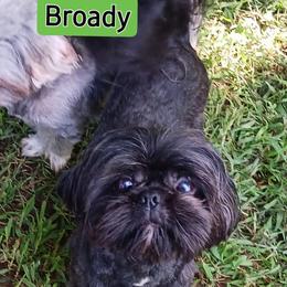 Broady - Shih Tzu