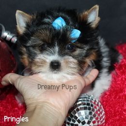 AKC Pringles  2100 - Black tan and white male Biewer Terrier puppy in Kennesaw, Georgia from Dreamy Pups