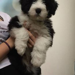 Bearded Collie Puppies from McCrystal Beardies