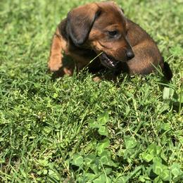 Dachshund Puppies from Crenshaw Dachshunds
