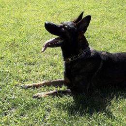 German Shepherds and Rottweilers from Von Alter Meister K9