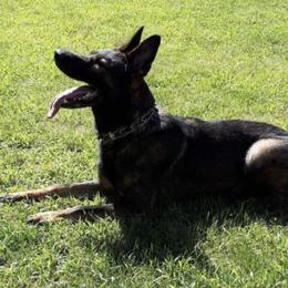 German Shepherds and Rottweilers from Von Alter Meister K9