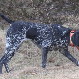 German Shorthaired Pointers from Kelcal Farm and Kennels