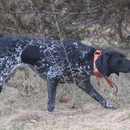 German Shorthaired Pointers from Kelcal Farm and Kennels