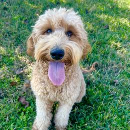 Gracie - Goldendoodle