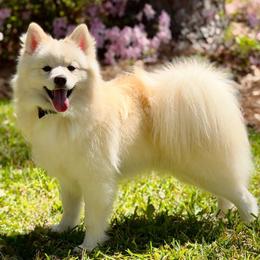 Wallen - White male Pomsky puppy in Shreveport, Louisiana from Geaux Pomsky