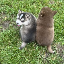 Pomsky Puppies from SRF Pomskies