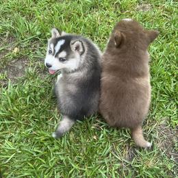 Pomsky Puppies from SRF Pomskies